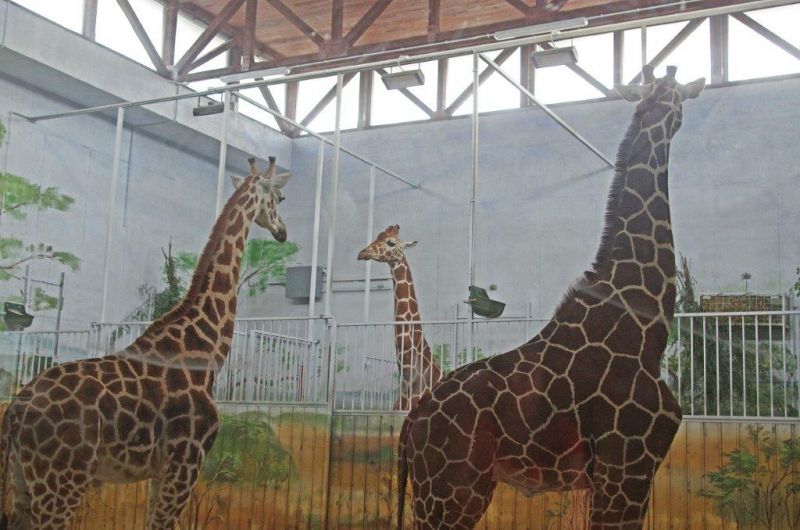 Dzień otwarty z Żyrafami w zamojskim zoo